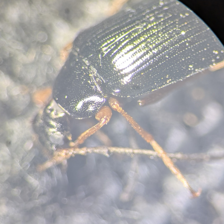 Gonodera luperus pronotum Copyright: Robert Smith