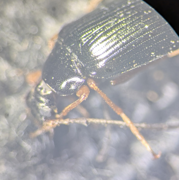 Gonodera luperus pronotum Copyright: Robert Smith