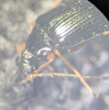 Gonodera luperus pronotum