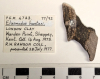 Elasmodus hunteri left mandibular plate London Clay fossil 