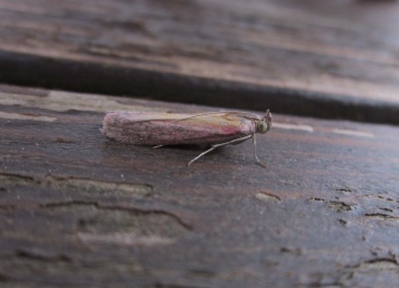 Oncocera semirubella 3 Copyright: Clive Atkins