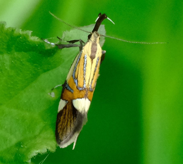 Alabonia geoffrella Purleigh Copyright: Peter Squire