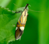 Alabonia geoffrella Purleigh