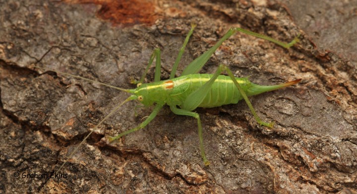 Meconema meridionale  (Southern oak Bush Cricket) Copyright: Graham Ekins