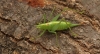 Meconema meridionale  (Southern oak Bush Cricket) Copyright: Graham Ekins