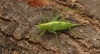 Meconema meridionale  (Southern oak Bush Cricket) 