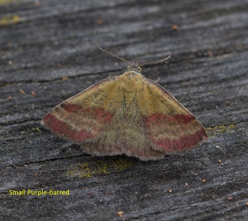 Small Purple Barred Copyright: Graham Ekins