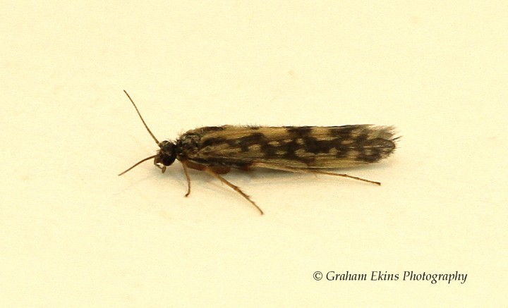 Agraylea multipunctata Copyright: Graham Ekins