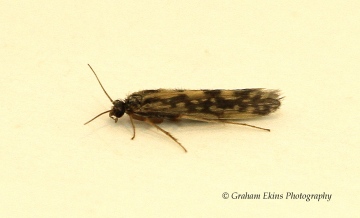 Agraylea multipunctata Copyright: Graham Ekins