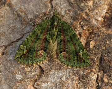 Red-green Carpet  Chloroclysta siterata Copyright: Graham Ekins