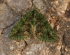 Red-green Carpet  Chloroclysta siterata