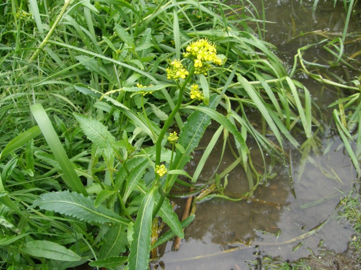 Great yellow-cress Copyright: Sue Grayston