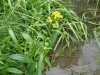 Great yellow-cress 