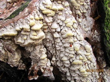 Postia leucomalella Copyright: Graham Smith