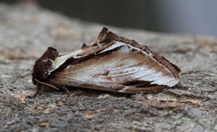 Lesser Swallow Prominent  Pheosia gnoma Copyright: Graham Ekins