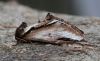 Lesser Swallow Prominent  Pheosia gnoma