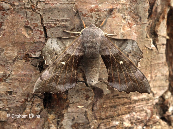 Poplar Hawk-moth Laothoe populi Copyright: Graham Ekins