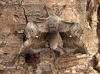 Poplar Hawk-moth Laothoe populi 