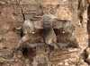 Poplar Hawk-moth Laothoe populi