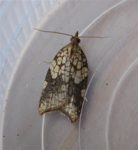 Acleris rhombana Copyright: Stephen Rolls