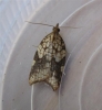 Acleris rhombana Copyright: Stephen Rolls