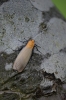Four-spotted Footman (male) 
