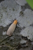 Four-spotted Footman (male)