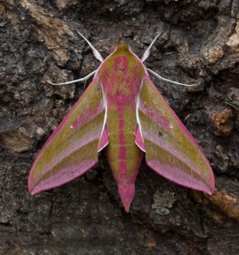 Elephany Hawk-moth Deilephila elpenor Copyright: Graham Ekins