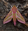 Elephany Hawk-moth Deilephila elpenor 