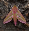 Elephany Hawk-moth Deilephila elpenor