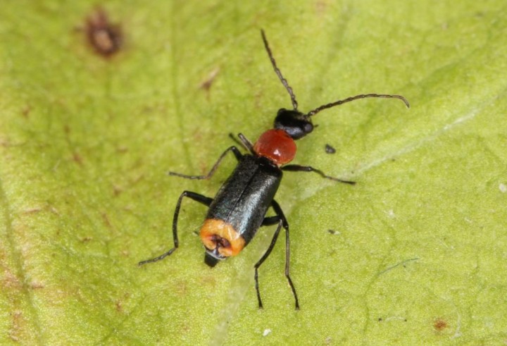 Axinotarsus ruficollis Copyright: Peter Harvey