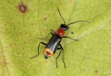 Axinotarsus ruficollis Copyright: Peter Harvey