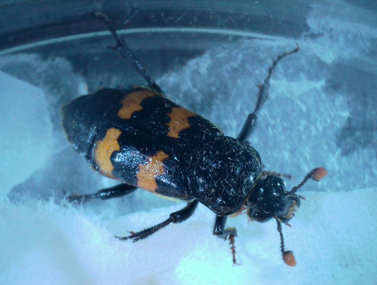 Nicrophorus interruptus 2 Copyright: Roger Legg