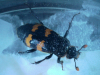 Nicrophorus interruptus 2 