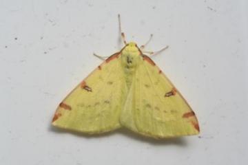 Opisthograptis luteolata