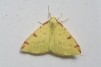 Opisthograptis luteolata Copyright: Peter Harvey