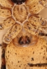 Zoropsis spinimana epigyne Copyright: Peter Harvey