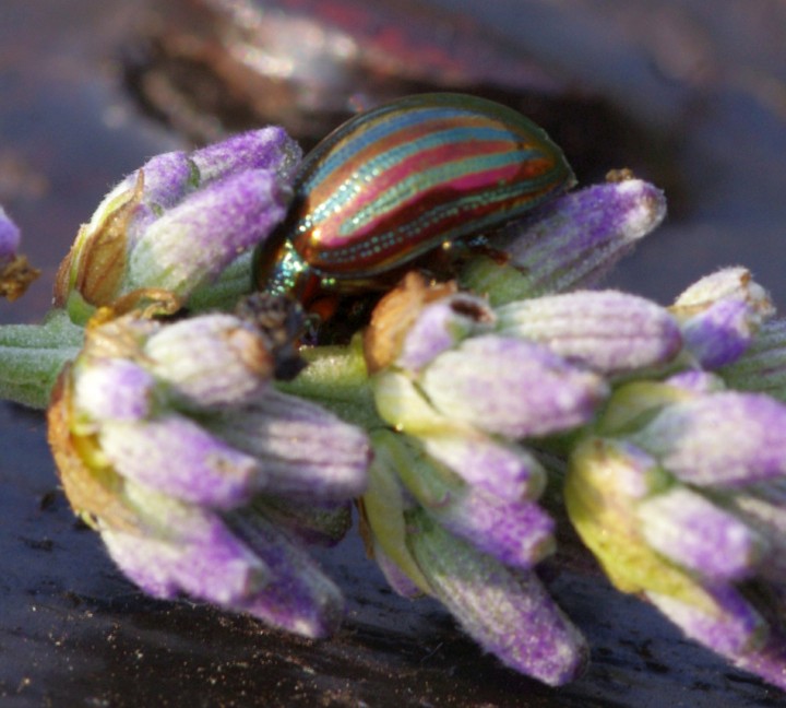 Rosemary Beetle on Lavender Copyright: Ronald West