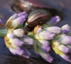 Rosemary Beetle on Lavender 