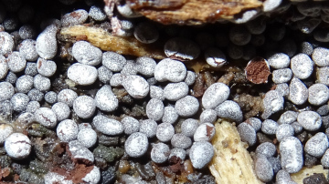 B. panicea Copyright: Raymond Small