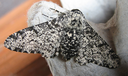 Peppered Moth 2 Copyright: Stephen Rolls