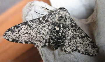 Peppered Moth 2 Copyright: Stephen Rolls