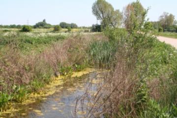 Ditch at Walthamstow Marshes Copyright: P.R. Harvey