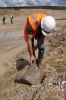 A boulder of Hertfordshire puddingstone in Bulls Lodge Quarry