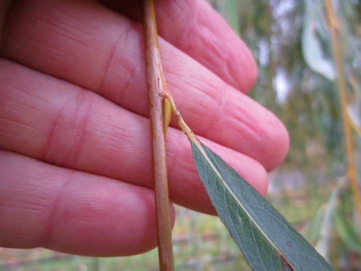 Phyllocnistis saligna. Copyright: Stephen Rolls