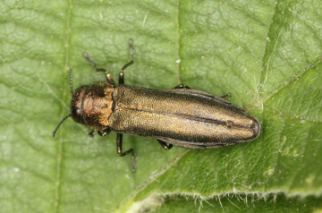 Agrilus cuprescens female Copyright: Peter Harvey