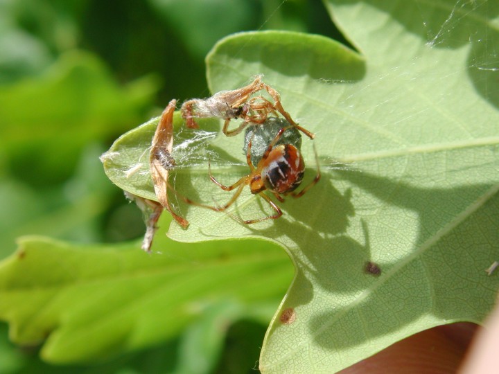 Theridion sisyphium with eggsac 2 Copyright: Peter Furze