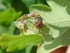 Theridion sisyphium with eggsac 2 