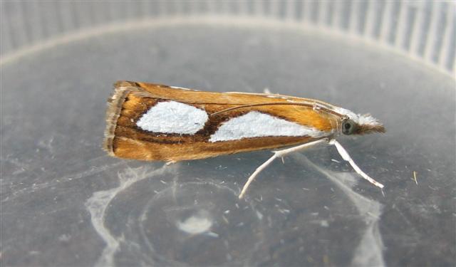 Catoptria pinella 2 Copyright: Stephen Rolls