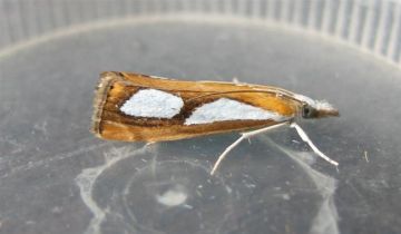 Catoptria pinella 2 Copyright: Stephen Rolls